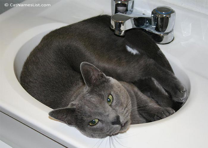 Cat in the Sink