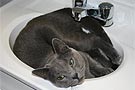 Cat in the Sink