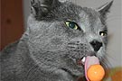 Cat Licking Lollypop