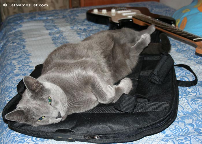 Guitar Cat