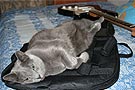 Guitar Cat