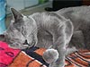 Russian Blue Cat Names