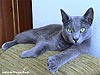 Russian Blue Cat Names