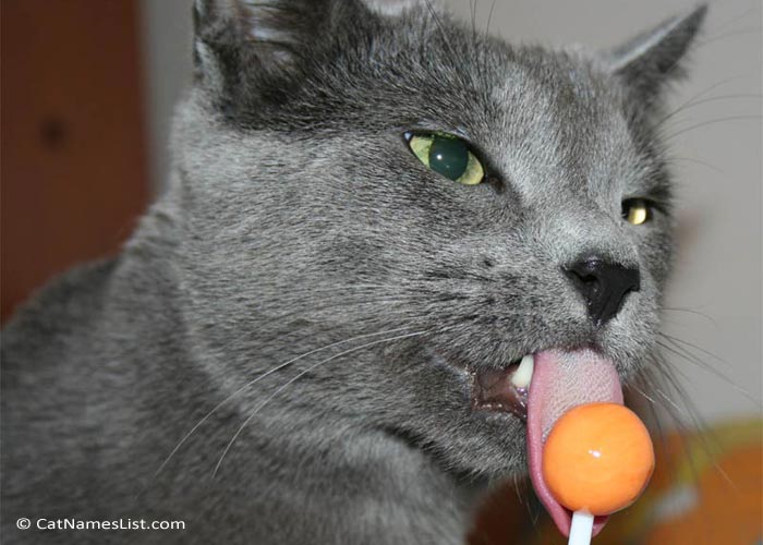 Cat Licking Lollypop